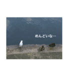 鳥さんのつぶやき（個別スタンプ：3）