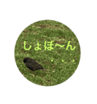 鳥さんのつぶやき（個別スタンプ：4）