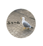 鳥さんのつぶやき（個別スタンプ：7）