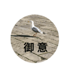 鳥さんのつぶやき（個別スタンプ：8）