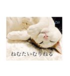 かわいいかわいいサンチュちゃんスタンプ（個別スタンプ：1）