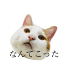 かわいいかわいいサンチュちゃんスタンプ（個別スタンプ：2）
