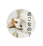 かわいいかわいいサンチュちゃんスタンプ（個別スタンプ：3）