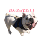 フレブルくーすけ2（個別スタンプ：2）