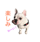 フレブルくーすけ2（個別スタンプ：8）