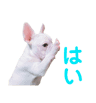 フレブルくーすけ2（個別スタンプ：14）