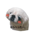 横田famペット♡（個別スタンプ：2）
