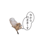 カピパラ（日常会話2）（個別スタンプ：7）