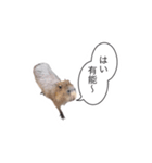 カピパラ（日常会話2）（個別スタンプ：8）