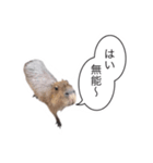 カピパラ（日常会話2）（個別スタンプ：9）