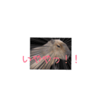 カピパラ（日常会話2）（個別スタンプ：10）