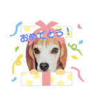 まめた-ん（個別スタンプ：10）