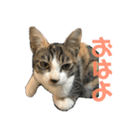 縞三毛ふうちゃん（個別スタンプ：4）