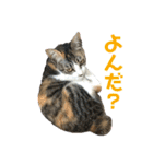 縞三毛ふうちゃん（個別スタンプ：15）