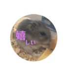 ふぇれはむず3（個別スタンプ：5）