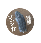 ふぇれはむず3（個別スタンプ：11）