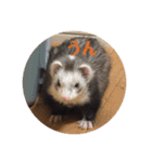 ふぇれはむず3（個別スタンプ：13）