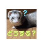ふぇれはむず3（個別スタンプ：15）
