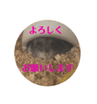 ふぇれはむず3（個別スタンプ：22）