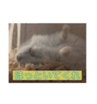 ふぇれはむず3（個別スタンプ：25）