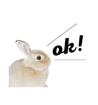 モフモフうさぎのミュルクです（個別スタンプ：1）