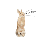 モフモフうさぎのミュルクです（個別スタンプ：4）