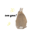 モフモフうさぎのミュルクです（個別スタンプ：8）