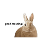 モフモフうさぎのミュルクです（個別スタンプ：9）