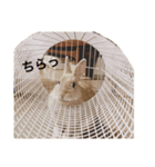 モフモフうさぎのミュルクです（個別スタンプ：13）