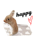 モフモフうさぎのミュルクです（個別スタンプ：15）