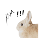 モフモフうさぎのミュルクです（個別スタンプ：16）