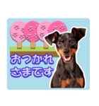 ミニチュアピンシャーの日常会話 Part5 春（個別スタンプ：1）