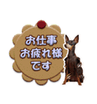 ミニチュアピンシャーの日常会話 Part5 春（個別スタンプ：3）
