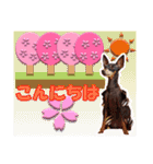 ミニチュアピンシャーの日常会話 Part5 春（個別スタンプ：4）