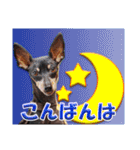 ミニチュアピンシャーの日常会話 Part5 春（個別スタンプ：7）