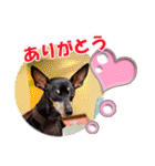 ミニチュアピンシャーの日常会話 Part5 春（個別スタンプ：11）