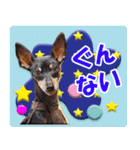 ミニチュアピンシャーの日常会話 Part5 春（個別スタンプ：12）