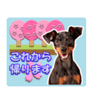 ミニチュアピンシャーの日常会話 Part5 春（個別スタンプ：13）