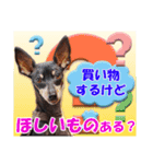 ミニチュアピンシャーの日常会話 Part5 春（個別スタンプ：14）