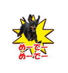 ミニチュアピンシャーの日常会話 Part5 春（個別スタンプ：19）