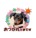 ミニチュアピンシャーの日常会話 Part5 春（個別スタンプ：20）