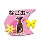 ミニチュアピンシャーの日常会話 Part5 春（個別スタンプ：21）