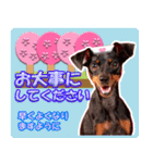 ミニチュアピンシャーの日常会話 Part5 春（個別スタンプ：22）