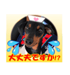 ミニチュアピンシャーの日常会話 Part5 春（個別スタンプ：24）