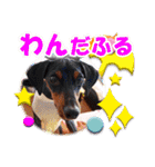 ミニチュアピンシャーの日常会話 Part5 春（個別スタンプ：25）