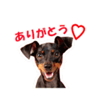 ミニチュアピンシャーの日常会話 Part5 春（個別スタンプ：26）