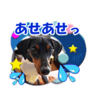 ミニチュアピンシャーの日常会話 Part5 春（個別スタンプ：27）