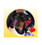 ミニチュアピンシャーの日常会話 Part5 春（個別スタンプ：28）