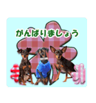 ミニチュアピンシャーの日常会話 Part5 春（個別スタンプ：30）