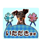 ミニチュアピンシャーの日常会話 Part5 春（個別スタンプ：31）